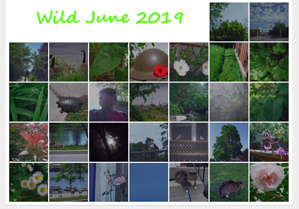 Wild June by spanishliz
