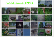 30th Jun 2019 - Wild June