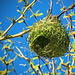 Weaver nest, by ludwigsdiana