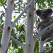 hey Frankie  by koalagardens