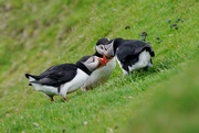 25th Jun 2019 - HELLO ! HOW ARE YOU ?   PUFFIN STYLE !