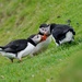 HELLO ! HOW ARE YOU ?   PUFFIN STYLE ! by markp