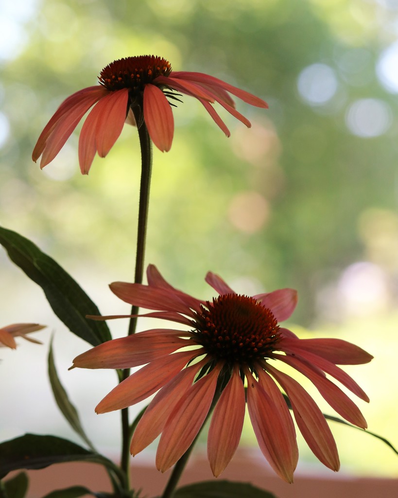 July 1: Coneflowers by daisymiller