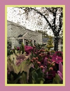 1st Jul 2019 - Flowers for a rainy day