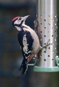 1st Jul 2019 - Rosie's Woodpecker