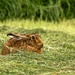 Hare  by shepherdmanswife