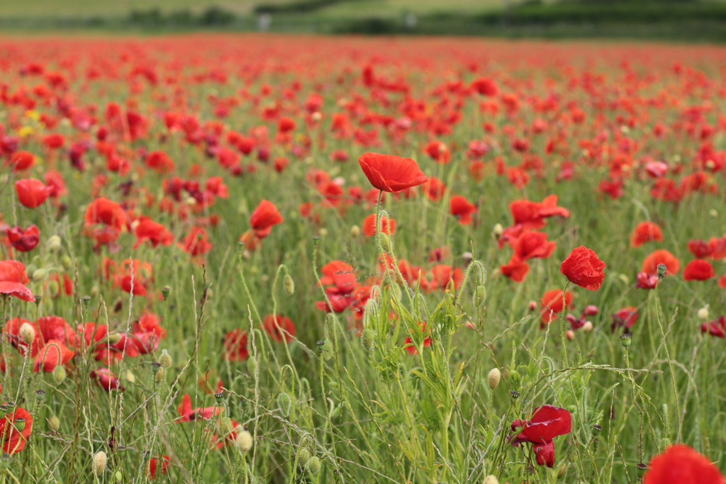 Poppy field by callymazoo