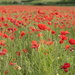 Poppy field by callymazoo
