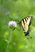 1st Jul 2019 - Yellow swallowtail butterfly!