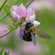 1st Jul 2019 - bumblebee