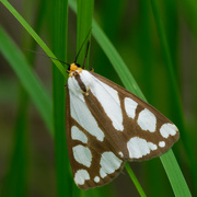 1st Jul 2019 - Leconte's haploa moth