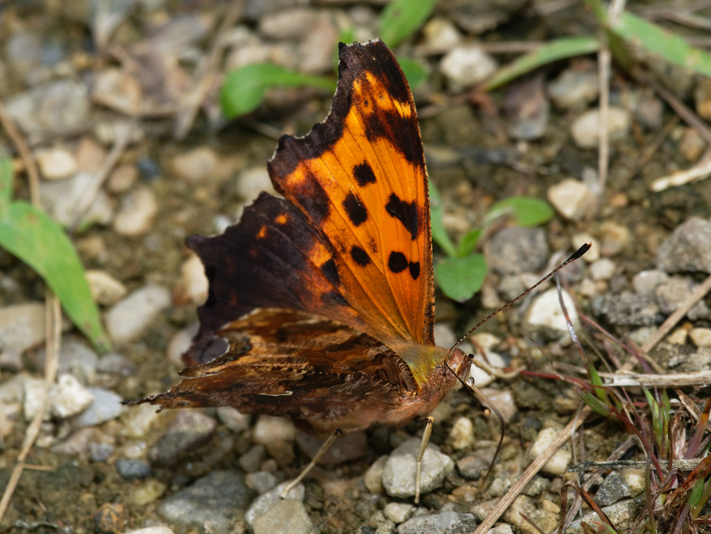 Comma butterfly by rminer
