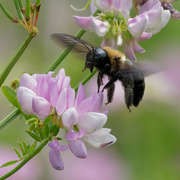1st Jul 2019 - bumblebee flying crown vetch