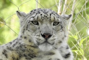 1st Jul 2019 - Snow leopard