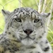 Snow leopard by amyk