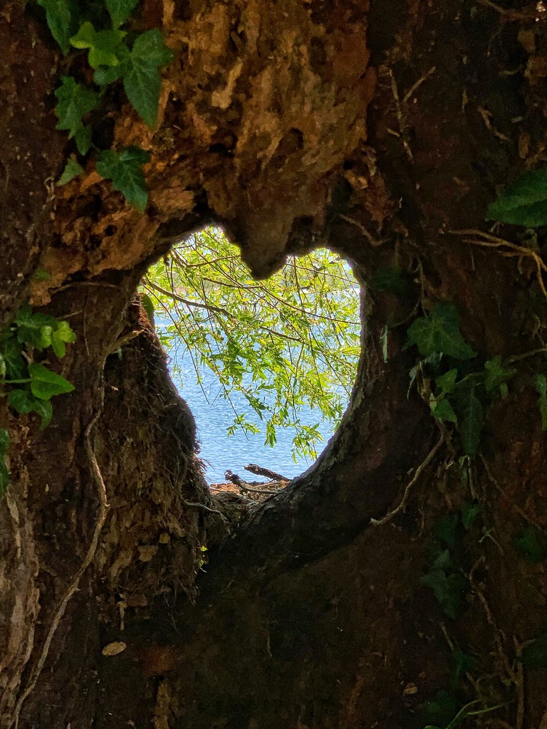 Heart in wood.  by cocobella