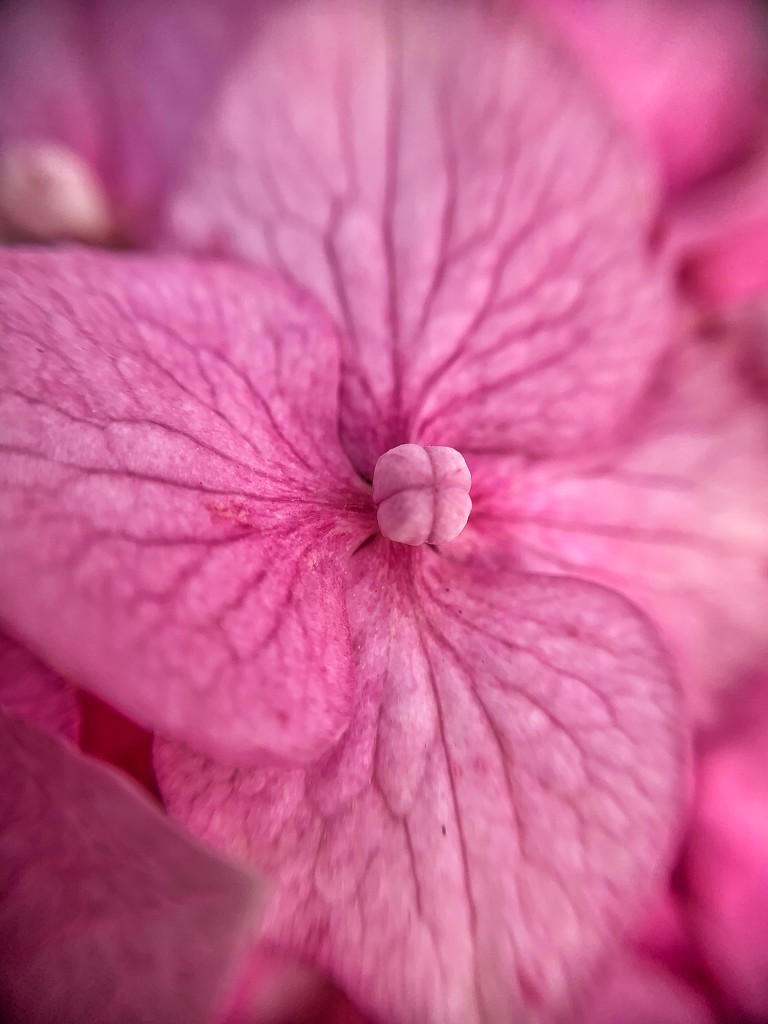 Heart of hydrangea.  by cocobella