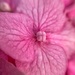 Heart of hydrangea.  by cocobella
