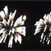 Canada Day Fireworks by spanishliz