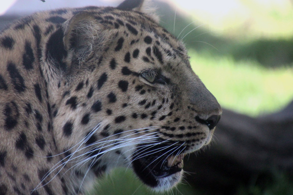 Amur Leopard by randy23