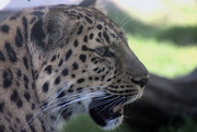 10th Jun 2019 - Amur Leopard