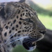 Amur Leopard by randy23