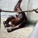 Orangutan by randy23