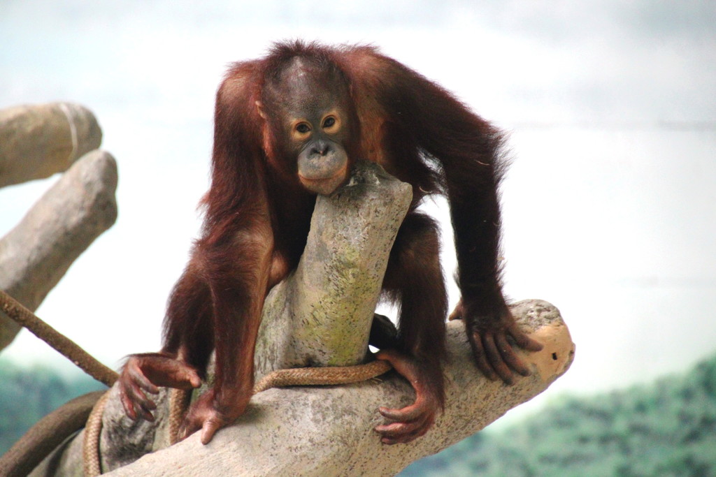 Orangutan Posing by randy23