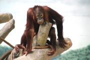 12th Jun 2019 - Orangutan Posing