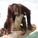 Orangutan Posing by randy23