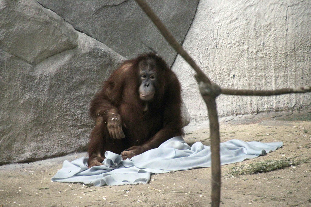 Orangutan And His Blanket by randy23