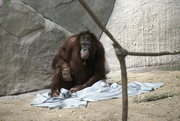 13th Jun 2019 - Orangutan And His Blanket