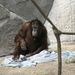 Orangutan And His Blanket by randy23