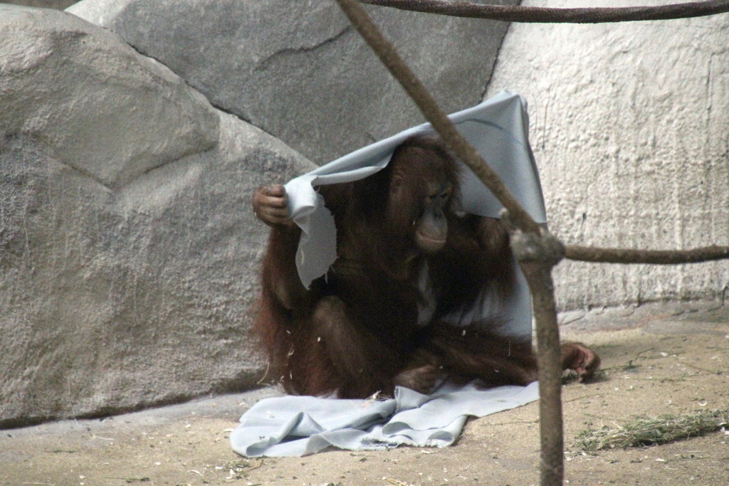 Orangutan And His Blanket 2 by randy23