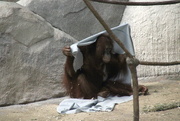 14th Jun 2019 - Orangutan And His Blanket 2