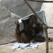 Orangutan And His Blanket 2 by randy23