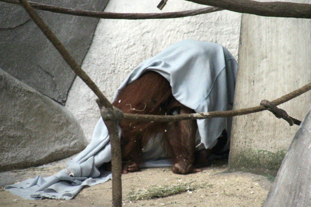 Orangutan And His Blanket 3 by randy23