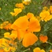California Poppies by harbie