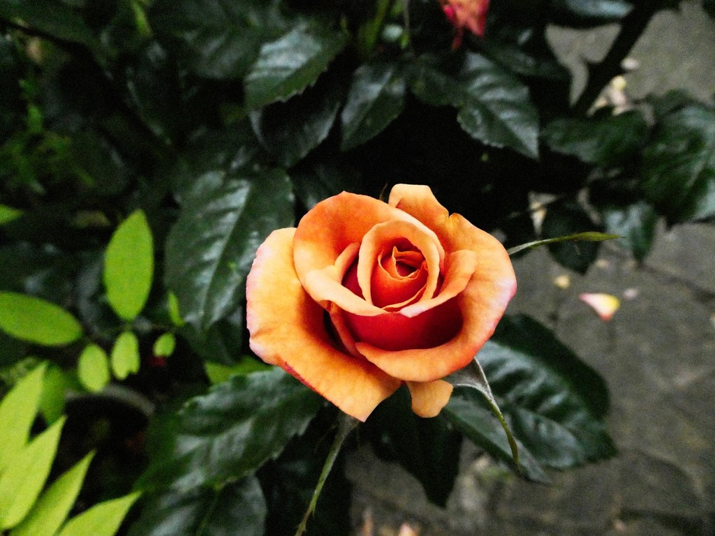 Rose by allsop