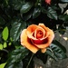 Rose by allsop
