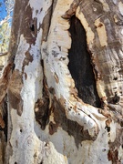 2nd Jul 2019 - Red Centre tree detail