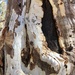 Red Centre tree detail by pusspup