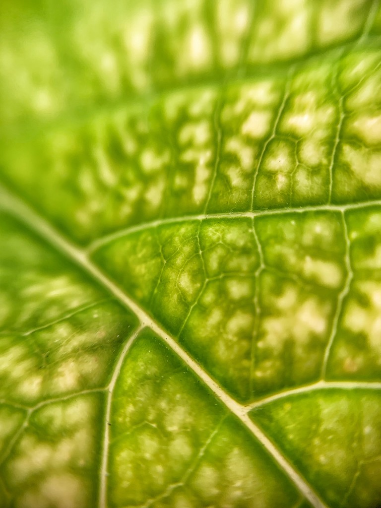 Leaf veins.  by cocobella