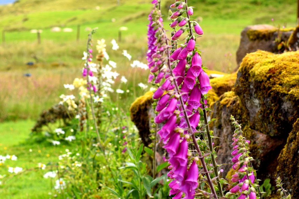 foxgloves by christophercox