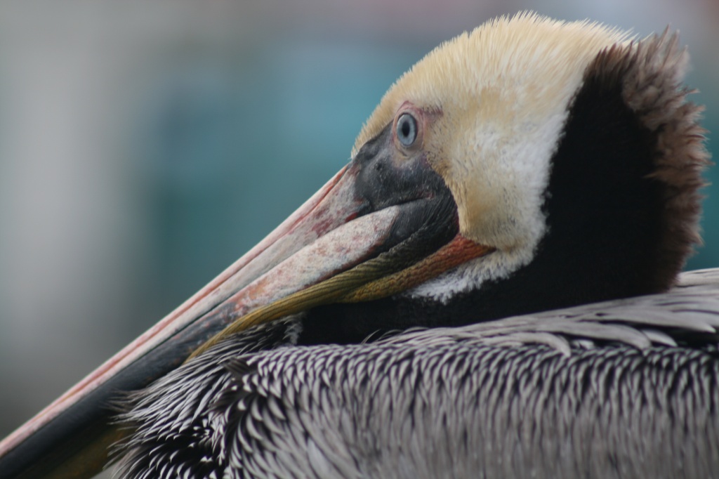 Big Beautiful Blue-Eyed Brown Pelican by kerristephens