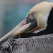 Big Beautiful Blue-Eyed Brown Pelican by kerristephens