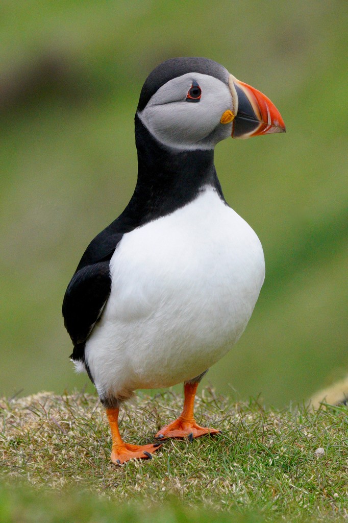 STANDING PUFFIN  by markp