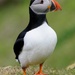 STANDING PUFFIN  by markp