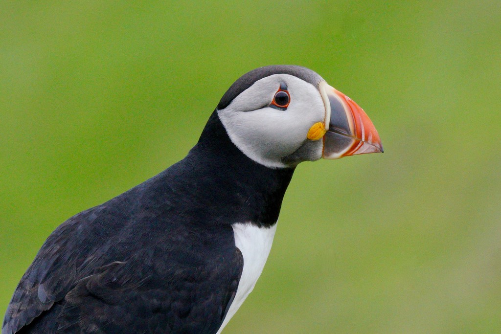 LEANING PUFFIN by markp