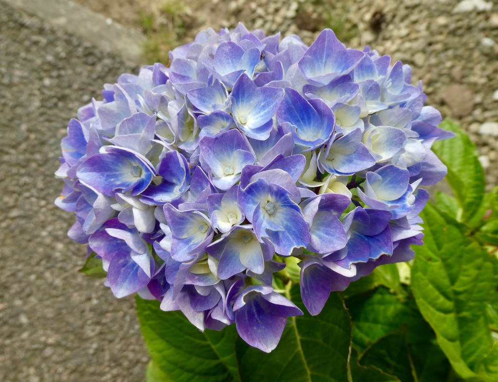 Blue hydrangea by orchid99